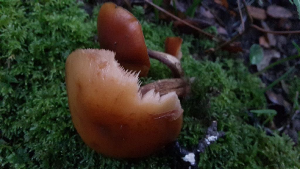 Galerina marginata?